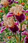 USA, Oregon. Garden in full bloom with close-up of bearded iris Art Print